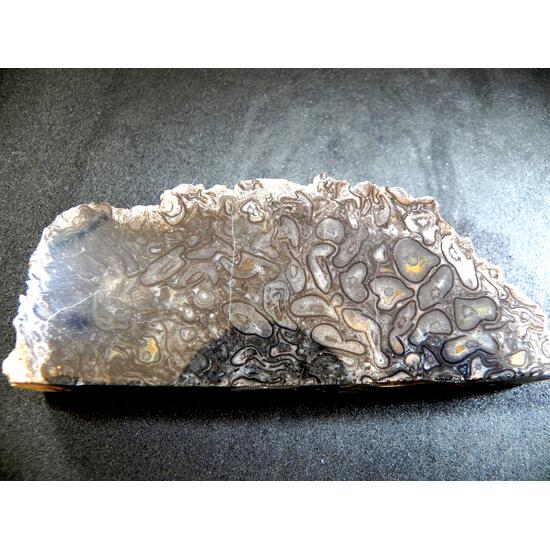 Plant Fossil With Agate