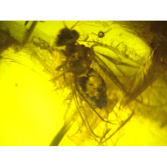 Amber With Inclusions