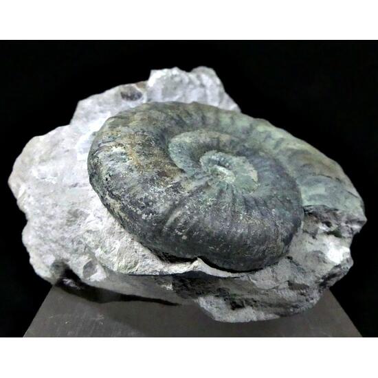 Ammonite