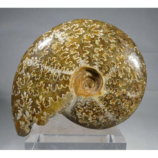 Ammonite