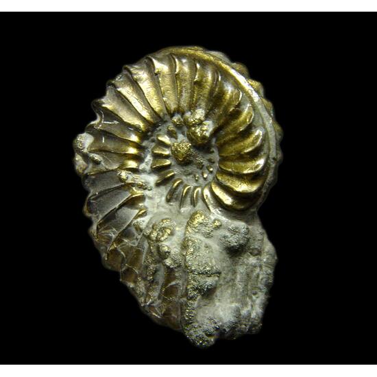 Pyritised Ammonite