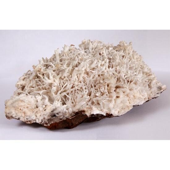 Aragonite Var Flos Ferri