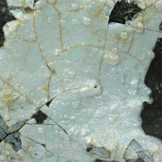 Evansite