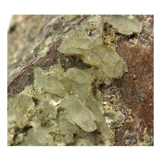 Whewellite