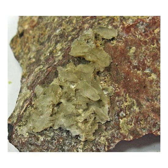 Whewellite