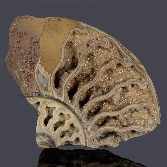 Ammonite & Calcite