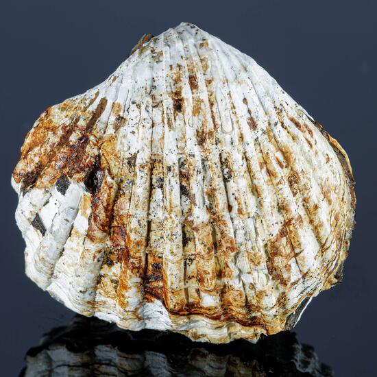 Anapaite & Fossil