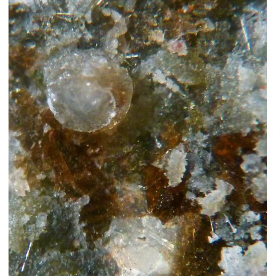 Willhendersonite Kalsilite Phillipsite & Phlogopite