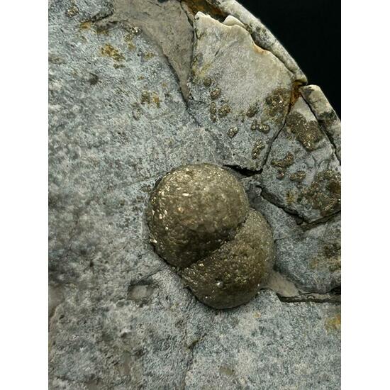 Marcasite & Fossil Sea Urchin