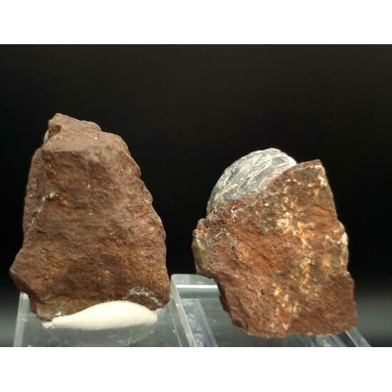Petrified Clam & Calcite