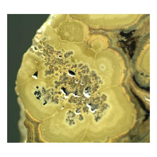 Schalenblende