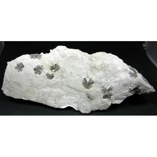 Gypsum Var Gypsum