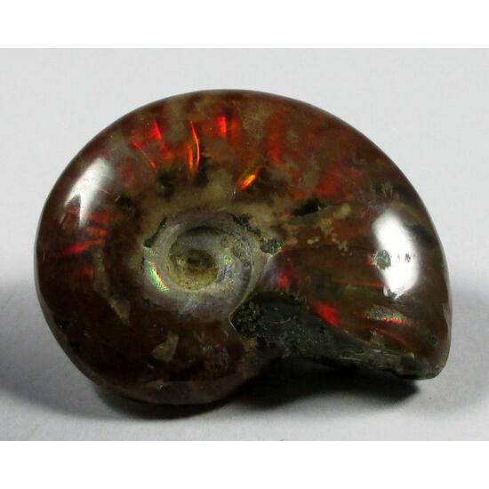 Ammolite