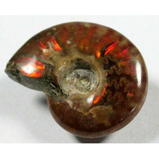 Ammolite