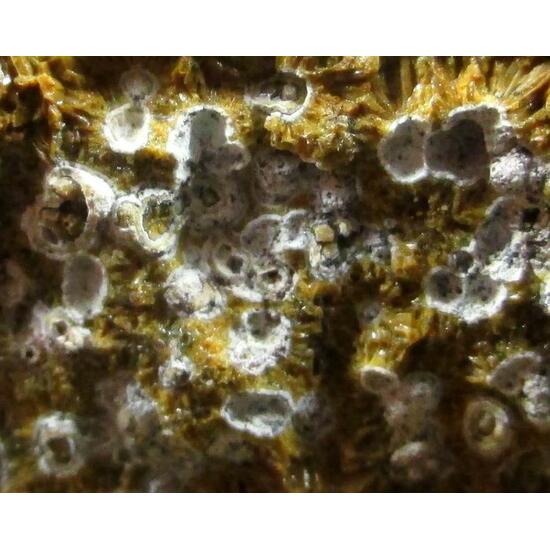 Quartz Var Eisenkiesel Psm Fossil Stromatolite & Hematite
