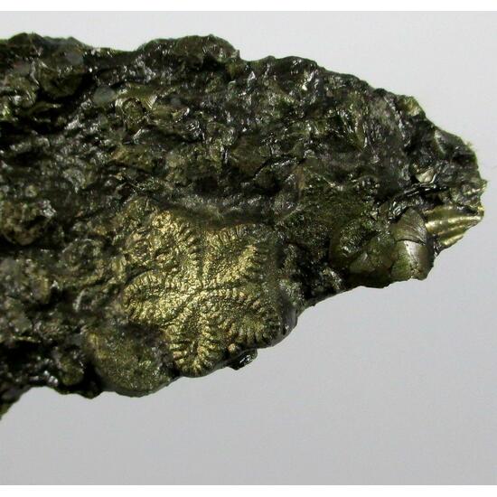 Pyrite Psm Fossil Crinoid & Ammonite