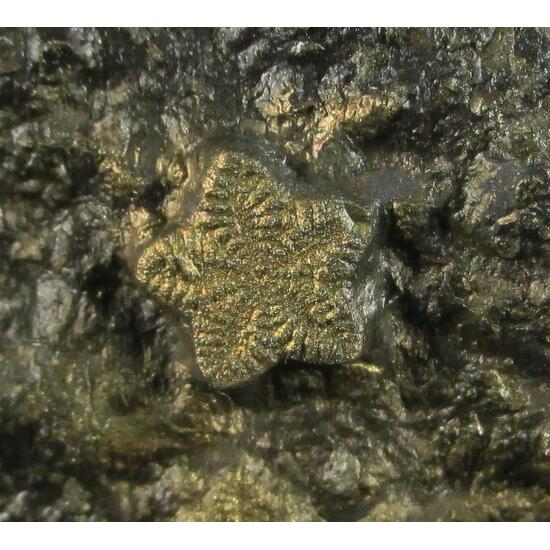 Pyrite Psm Fossil Crinoid & Ammonite