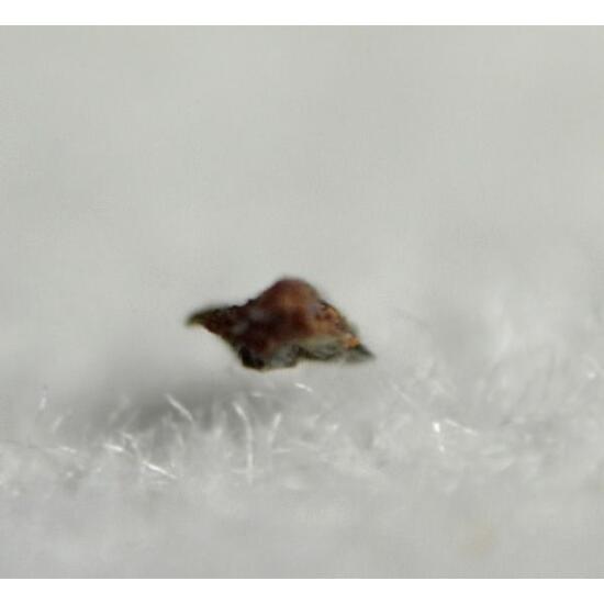 Garavellite