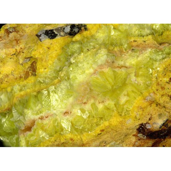 Phosphuranylite & Autunite