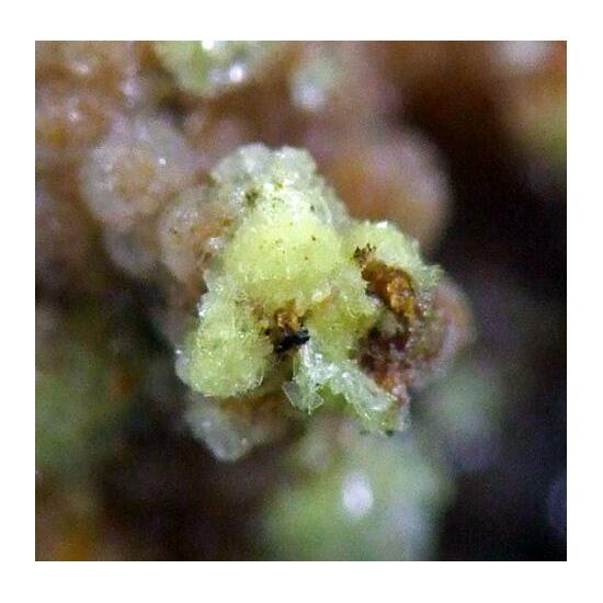Apatite On Calcioferrite