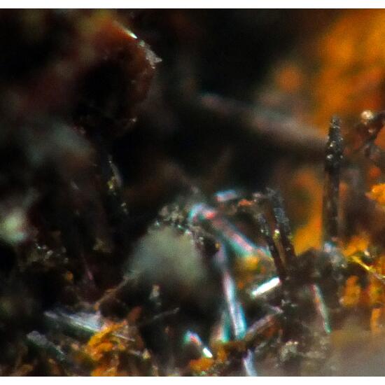 Brackebuschite