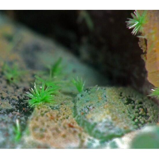 Ulrichite & Turquoise