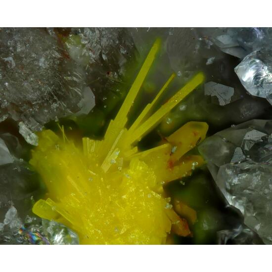 Bergenite