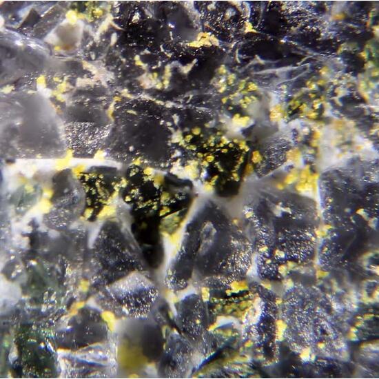 Dellagiustaite