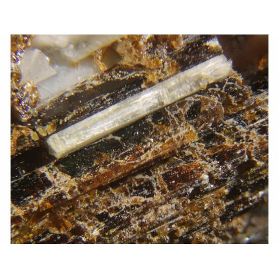 Kukisvumite