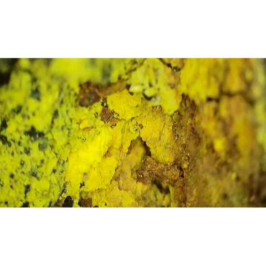 Coffinite