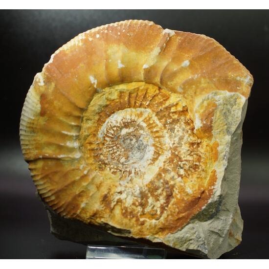 Ammonite