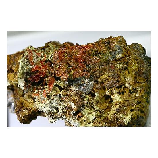 Dorallcharite