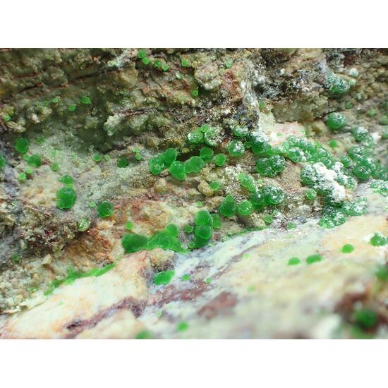 Halloysite & Conichalcite