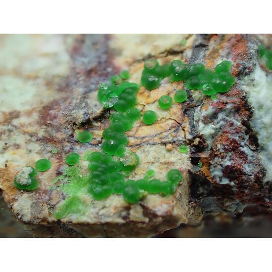 Halloysite & Conichalcite