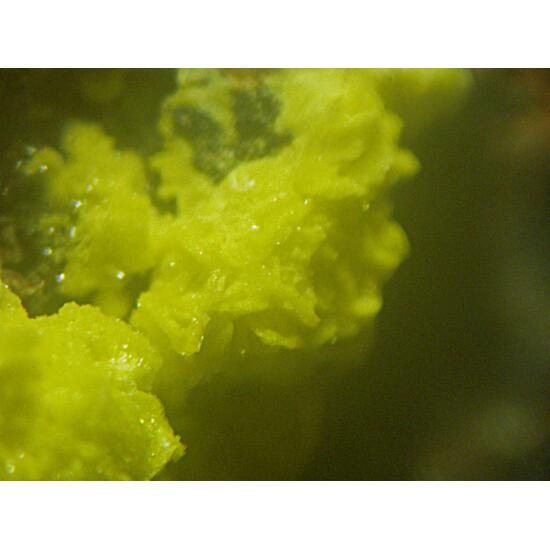 Sabugalite & Phosphuranylite