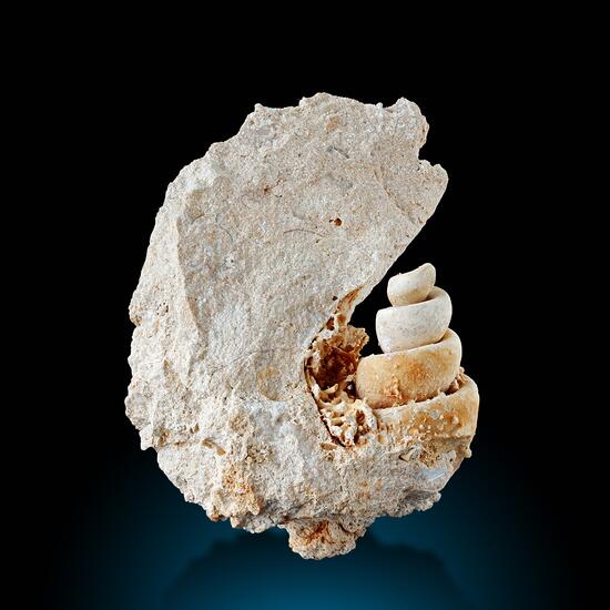 Fossil