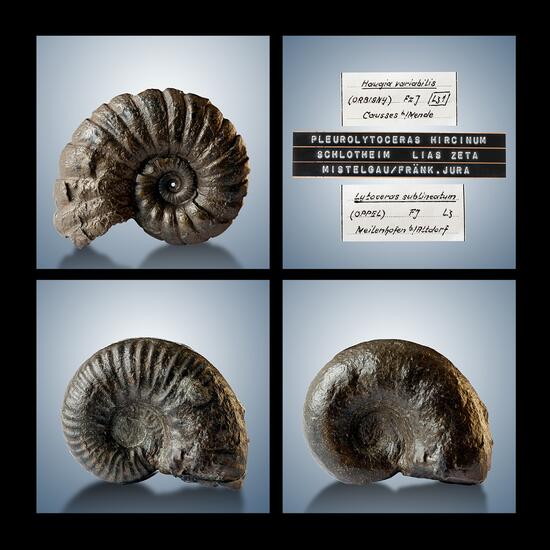 Fossil