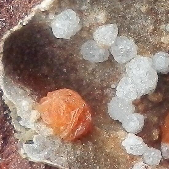 Phacolite