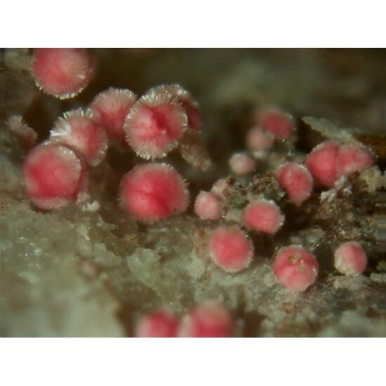 Erythrite