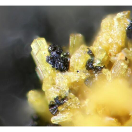 Earlshannonite Jahnsite & Strunzite