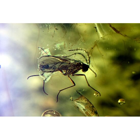 Amber With Insect