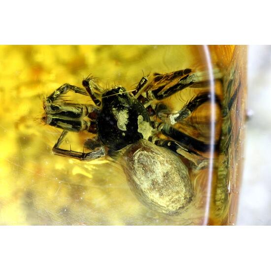 Amber With Insect