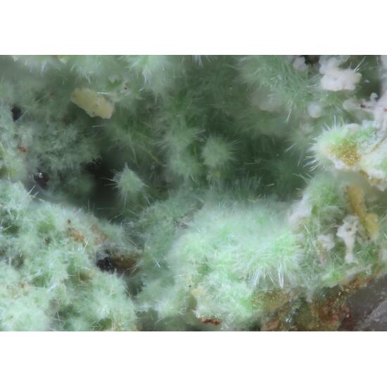 Macquartite & Creaseyite
