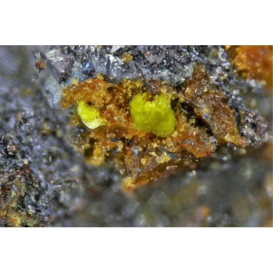 Halilsarpite