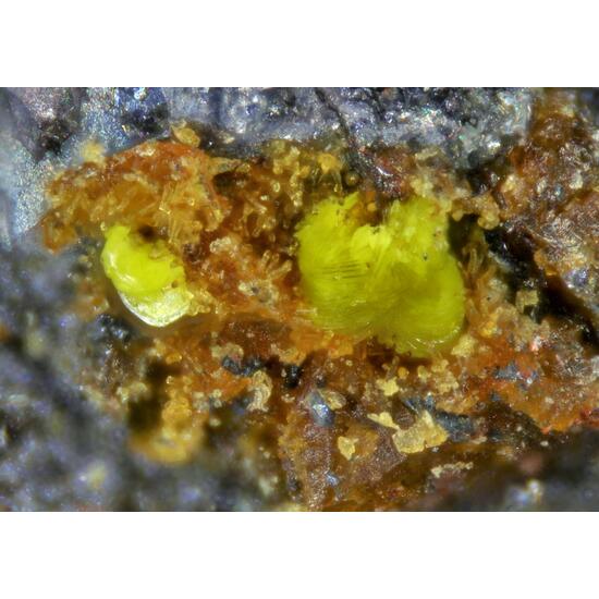 Halilsarpite