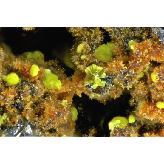 Halilsarpite