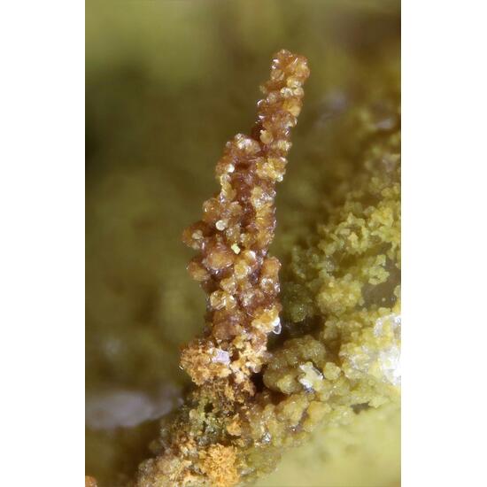 Plumbojarosite