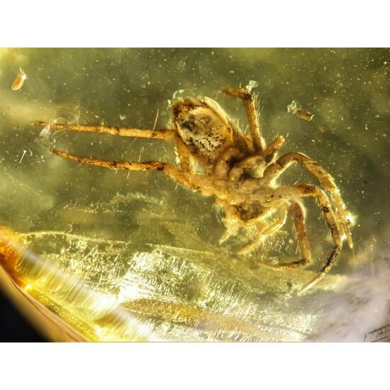 Amber With Spider
