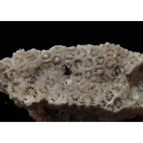 Calcite Psm Coral