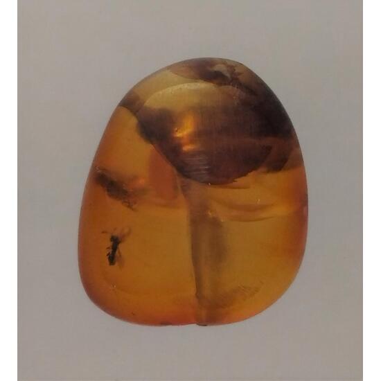 Amber With Inclusions